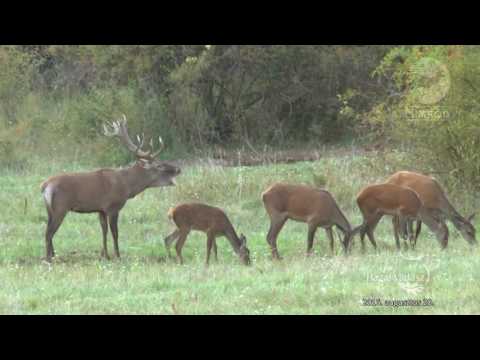 NIMRÓD Percek: Idény kezdet előtti körkép - 2016.08.20-i adás