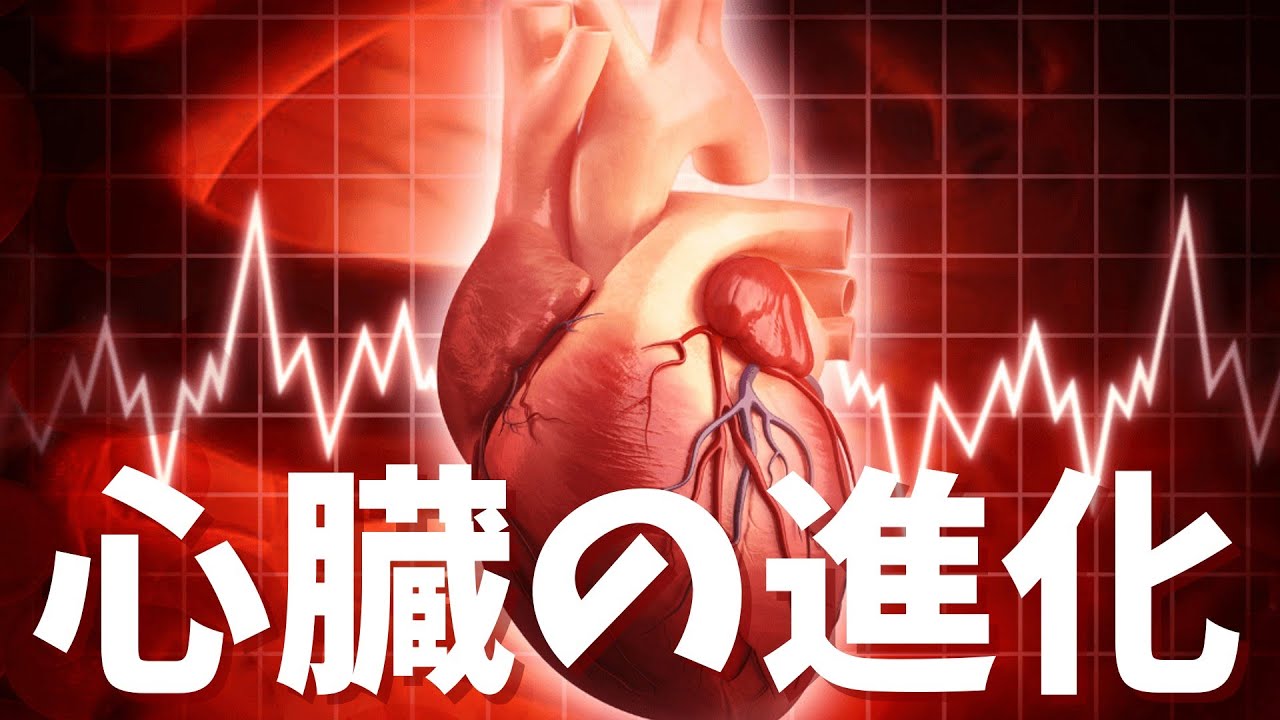 【ざっくり古生物】~生物の心臓はどう進化したのか？~