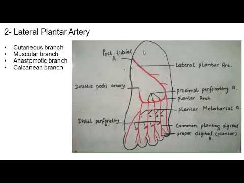 Lecture of Dr. Ayesha Imtiaz  on topic Arteries on the Sole of Foot part-I