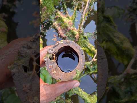 Bamboo Fish trap method 3 #shorts