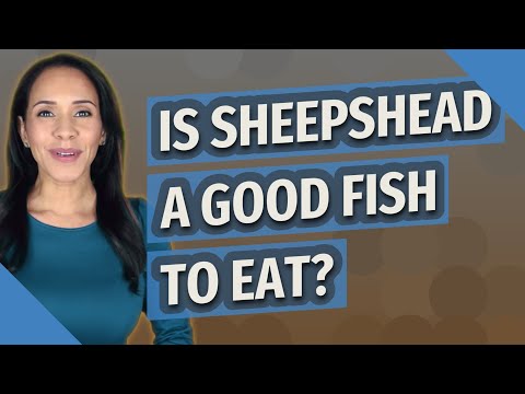 YouTube video about: Does sheepshead fish taste good?