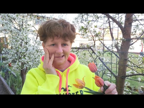 Witaj Izabelo. Nasza droga życia. Kwitnące wiśnie. 9 maja 2021 roku Jedlnia Letnisko.