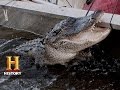 Swamp People Gator Of The Year S6 E12 History
