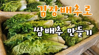 비싼 배추값 김장배추로 이렇게 따서 먹으면 매일 먹을 수 있다