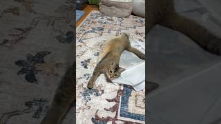 ベッドがたくさんあるのにわざわざどうでもいい袋の上で寝る猫 #shorts