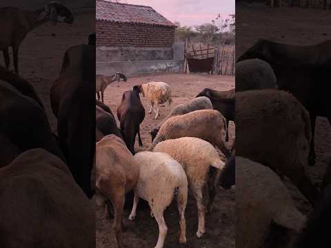 BERGANÊS À VENDA AÍ EM SOLEDADE NA PARAÍBA