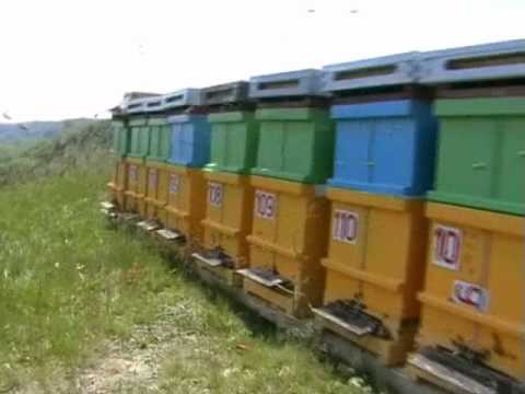 STUPINA ALBINUZA LOGIG-MURES , PE DEAL LA MARU.wmv