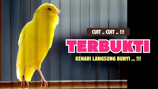 Download lagu TERBUKTI❗PANCINGAN Kenari Paud Belajar BUNYI - Cocok Untuk KENARI Belajar BUNYI Ngeriwik | 630 mp3 Download lagu TERBUKTI❗PANCINGAN Kenari Paud Belajar BUNYI - Cocok Untuk KENARI Belajar BUNYI Ngeriwik | 630 mp3