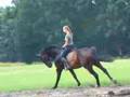 Galileo Reitvideo 3