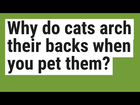 Why do cats arch their backs when you pet them?