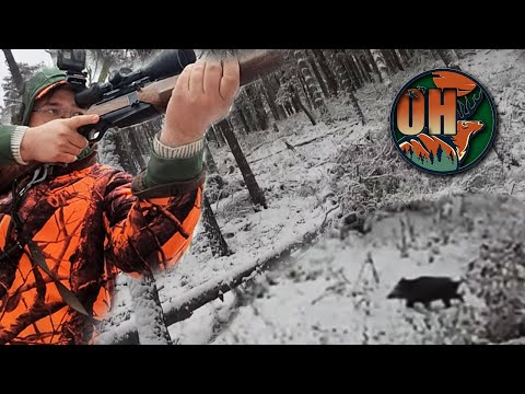 DRIVED HUNT in the WinterWunderWald I 2022 I Wild boars in the snow!