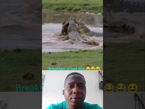 breakfast in bed well served #viralvideo #lifeisbutadream