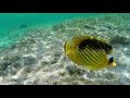 Raccoon Butterflyfish Chaetodon Lunula Underwater