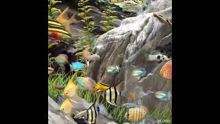 Ibat ibang kulay Ng isda #aquarium #support #salamat #trending #aquarium