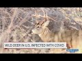 Scientists find white-tailed deer infected with COVID-19 in multiple states