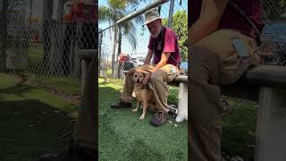Video preview image #1 Mutt Puppy For Sale in Pasadena, CA, USA