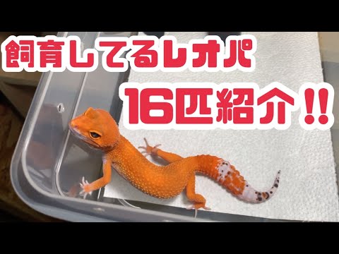 成虫エウブレファリス・マキュラリウス