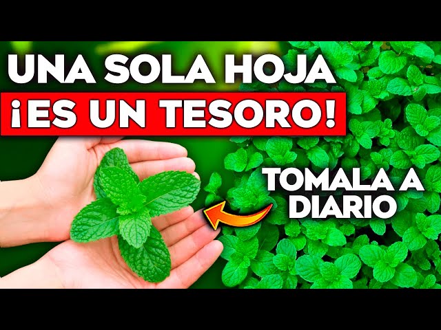 Vídeo relacionado con HANDPICK, Té de Menta Verde - 100 Bolsitas Redondas Ecológicas - Sin Cafeína y No-OGM - Con Hojas Puras de Menta Verde - Mezcla Naturalmente Refrescante - Sellado al Vacío