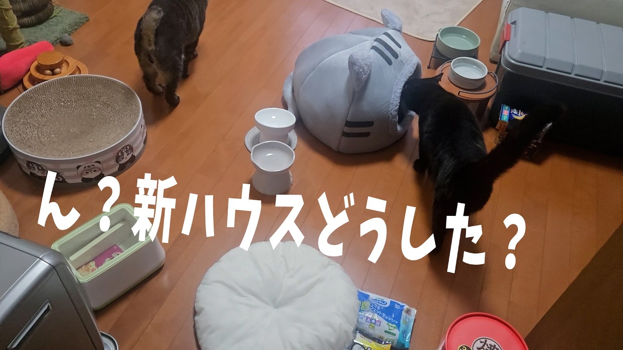 キャットハウスになんか仕掛ける猫　【４猫暮らし1501s】