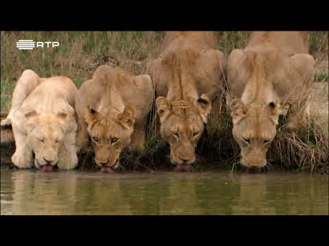 Documentário RTP - Mestres do Disfarce