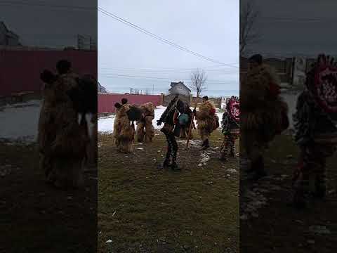 Mascatii din Ortasti