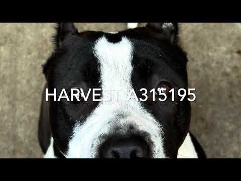 Harvest