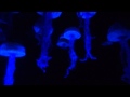 The Seas With Nemo And Friends Epcot Walt Disney World 8 22 2014