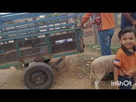 Feira de Parnamirim Pernambuco 🐏🐐🐏