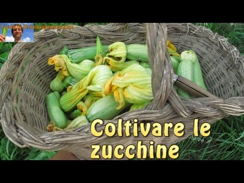 Analisi del sangue su un lyambliya di SPb I lyambliya muoiono di loro