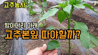 고추농사 고추 방아다리 밑 고추본잎 따지 않는 이유 잎수 확보의 중요성