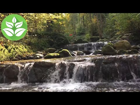 Forest cascade of waterfalls. White noise of waterfalls