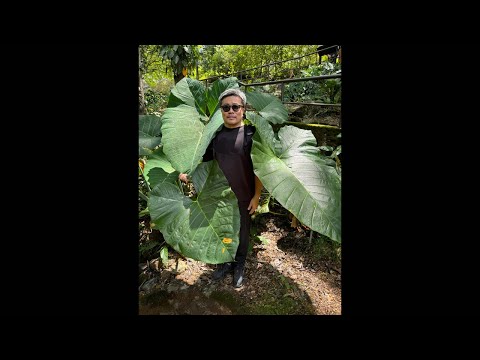 グレープヒース 植物