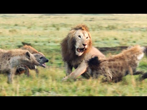 Lion Trapped by Hyenas (Full Clip) | 4K UHD | Dynasties | BBC Earth
