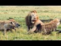 Lion Trapped By Hyenas Full Clip 4K UHD Dynasties BBC Earth