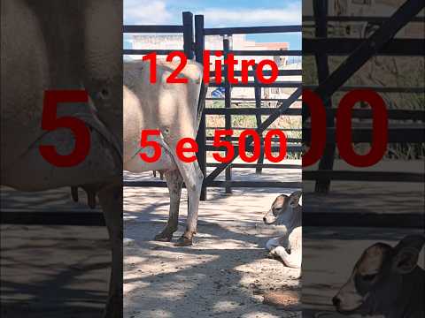 Feira do gado em desterro Paraíba