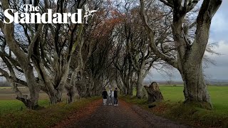 Trees made famous by Game Of Thrones &#39;could disappear within 15 years&#39;