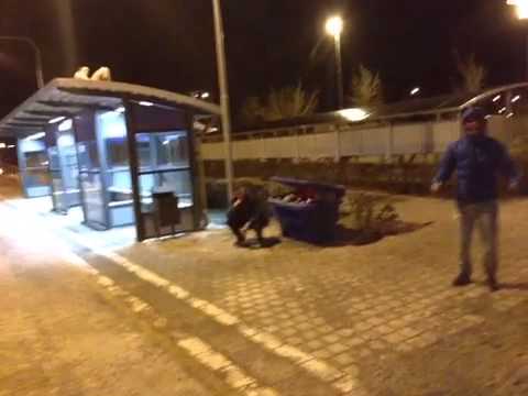 Harlem shake rydsgård