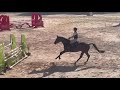 Jument KWPN 6 ans x-rays RAS prospect Am1/Elite/Hunter