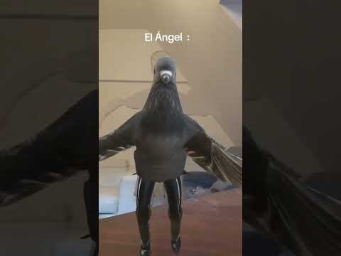 fachero el Ángel #angel #baile #filtro #paloma