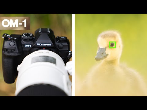 OM-1 Review for Wildlife/Bird Photography