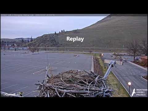 Hellgate Canyon Ospreys ~ April 04, 2020, Osprey Could Be Iris