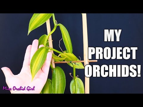 Project Orchids Updates - Vanilla, saved Phalaenopsis keiki, seedlings & more!
