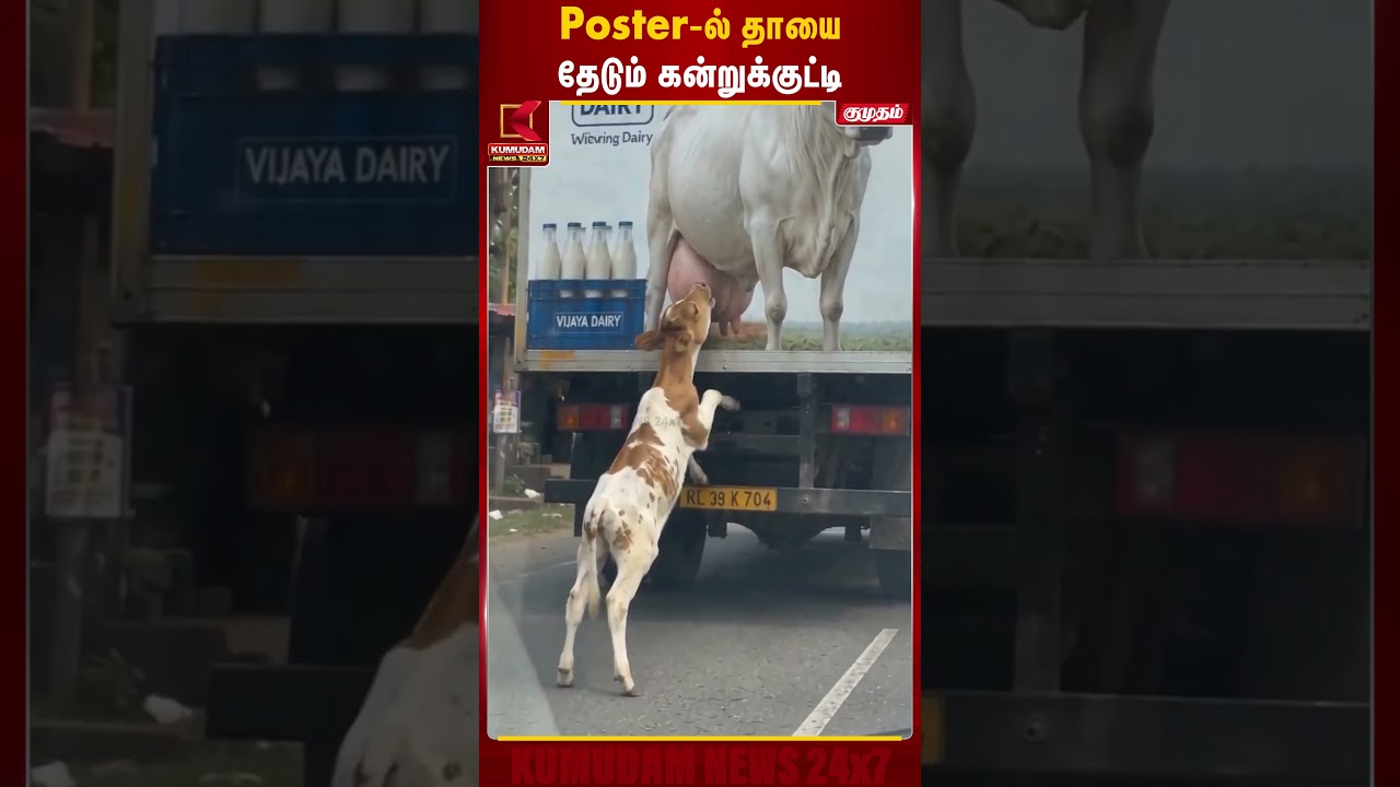 Poster-ல் தாயை தேடும் கன்றுக்குட்டி | Calf Cute Video | Viral Video | Kumudam News
