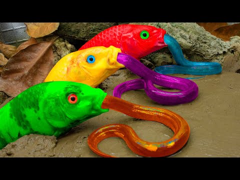 Funny Red Yellow Carp Couple Chasing Eels to Lay Eggs - Primitive cooking - Stop Motion ASMR