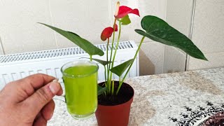 Antoryumun Hızlı Çiçek Açmasını Çok Az Kişi Bilir❗ Antoryum çiçeği Bak