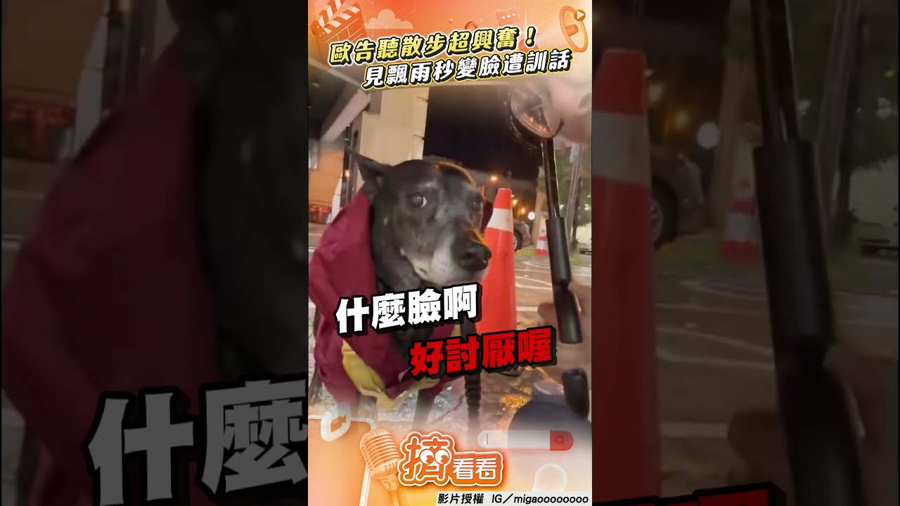 影音/歐告「聽散步」超興奮衝出門 發現飄雨秒變臉遭媽訓話!