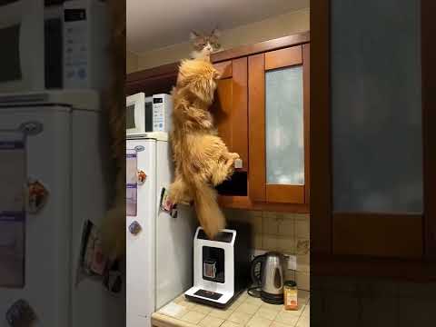 Silly Cat Maine Coon climbs the cabinet.