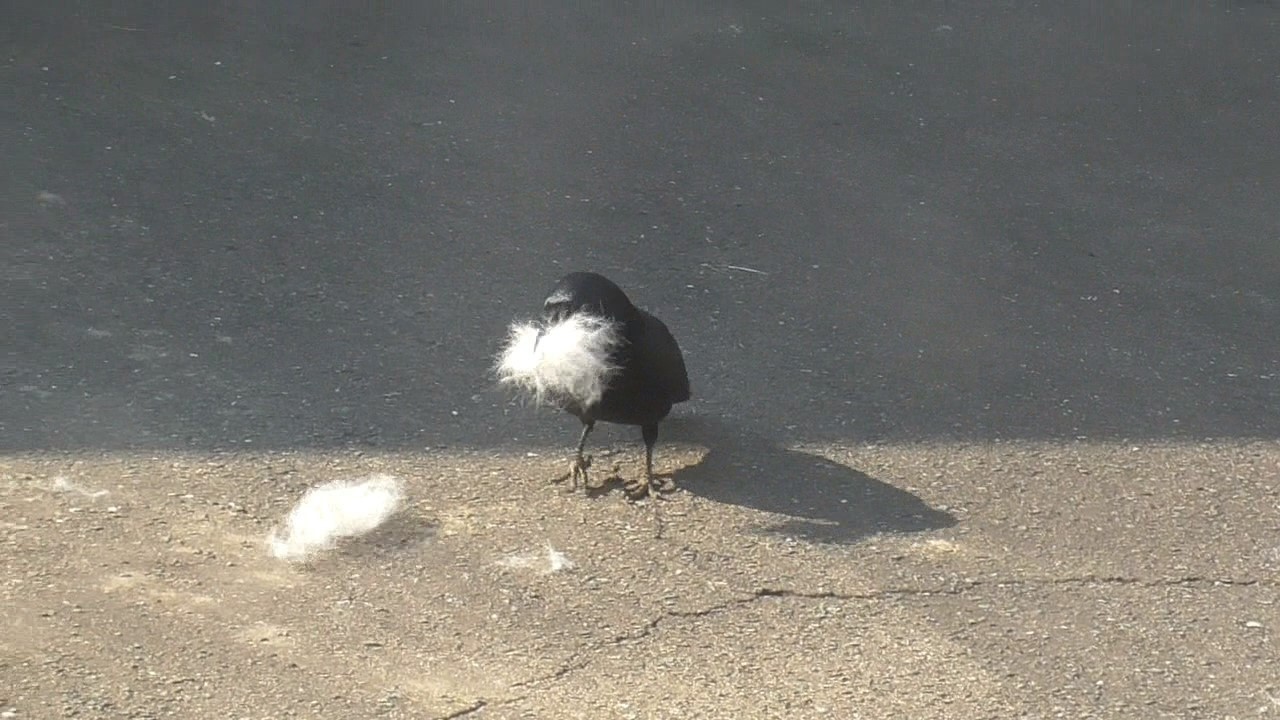 【秋田犬ゆうき】犬の毛は快適♪という口コミが広がり今年はスズメではなく別の鳥がやって来た【akita dog】