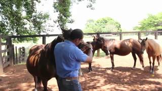 Babesiose Equina