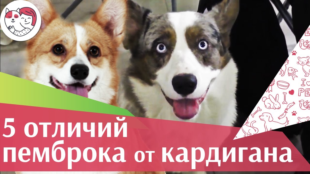 5 особенностей ухода за золотистым ретривером